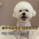테일러퍼피 이미지