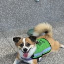 VIP 반려동물 암센터 | 설채현 수의사 청담동 강아지 카페 놀로스퀘어