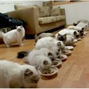 와우 동물농장 이미지