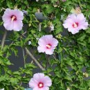 화성무궁화 이미지