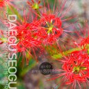 세븐일레븐 대구중리체육공원점 | 대구 사진찍기 좋은 곳. 도심 속 힐링 명소 서구 중리체육공원 꽃무릇