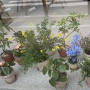 화사 플라워 스튜디오 이미지