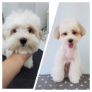 도브리댕 이미지