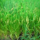 건이네 농장 이미지