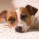 강아지집 이미지