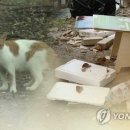 주정차단속-129 이미지