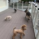 반려동물병원 이미지