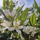 귤꽃향기 이미지