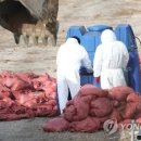 빅스타피자진주 네이버블로그
