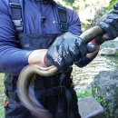 천지연무태장어천지연 이미지