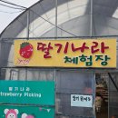 팔당유기농딸기