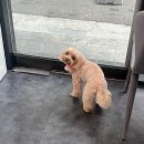 댕댕이 미용실 이미지