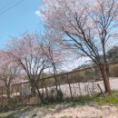 [4월 봄날🌸의 캠핑🏕] 화천숲속야영장(4/9-10)