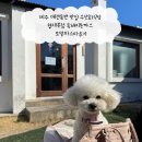 개성있는 식당 | 제주 애견동반맛집 수선화식당 협재본점 흑돼지돈까스 보말파스타후기