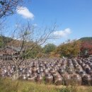 좌삼초등학교 이미지