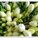 후리지아 이미지