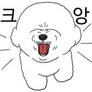 강아지대학로 네이버블로그