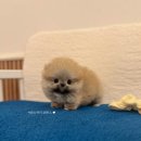 퍼피스토리 이미지