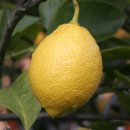 레몬우유팩 레몬의 효능 이미지
