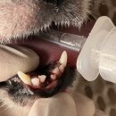 강서동물병원 | 청주 가경동 “강서하이동물병원” 강아지 노견 스케일링 건강검진 후기