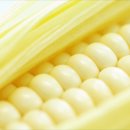 노란옥수수 이미지