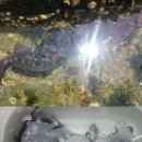 소리도민박 이미지