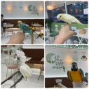 리프패럿다대포점 | 부산 앵무새카페 리프패럿 사직점 동물체험 아이와 다녀온 후기