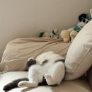 오프씨 | 고양이칫솔추천 고양이 양치 거부감 줄여준 캣디피 플라그오프 덴탈 칫솔 사용 후기