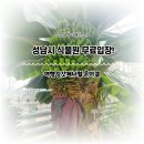트루가든조경 | 경기도 가볼만한 곳! 성남시 식물원과 바나나가 열리는 사계절 온실 무료 관람! 구) 은행식물원