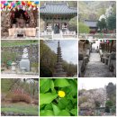봄나들이 | 남한산성 벚꽃, 아직 늦지 않았어요 – 망월사 봄나들이 후기