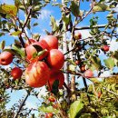 🍎🍎다시 특특특별가직거래 직접농사지은 신선아삭한 햇 부사사과 큰사과랑 실속형 이미지