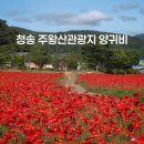 산소카폐 청송정원 (1) | 청송 주왕산관광지 양귀비 실시간 및 주차