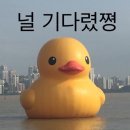 낙동강오리알 이미지