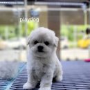 플레이독 파주본점 이미지