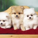 제일동물병원 이미지