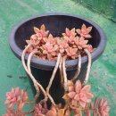 옷이날개 이미지