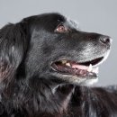 나는강아지 이미지