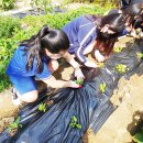 텃밭가꾸기 이미지