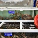 강구아나고 | 영덕대게 강구항맛집 이오대게 박달대게코스요리 추천
