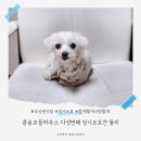 함께할개사랑할개 이미지