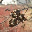 임실덕천리가침박달군락 이미지