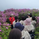 황매산 철쭉제 이미지