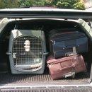 펫드라이브 이미지