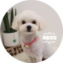 개들의 집 이미지