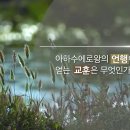 와스디