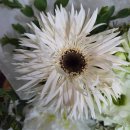 노마진프라자 | 시흥 장곡동 꽃집 장모님 꽃다발 선물 [428 Flower Studio]