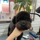 아롱애견미용실 이미지