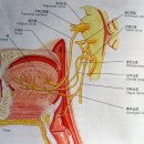 혀의 구조와 기능 이미지