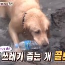 동물농장 이미지