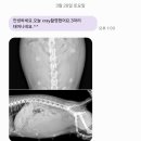 여주켄넬 네이버블로그